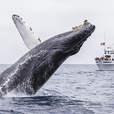 Photo: Humpback whale, Phillip Colla, Natural History Photography