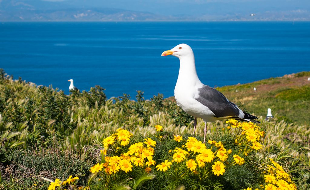 Channel Islands National Park Visitor Information - Visit Oxnard